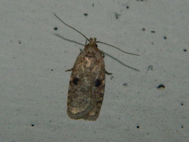 Agonopterix sp.